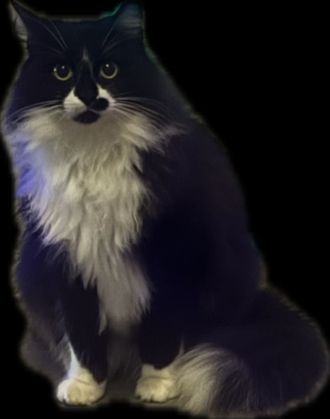 Photo of black and white cat. 