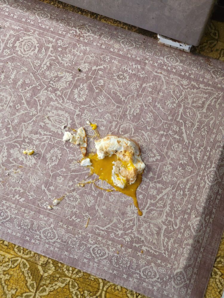 A fried egg I flipped to hard that fell out of the pan and onto the floor and broke.