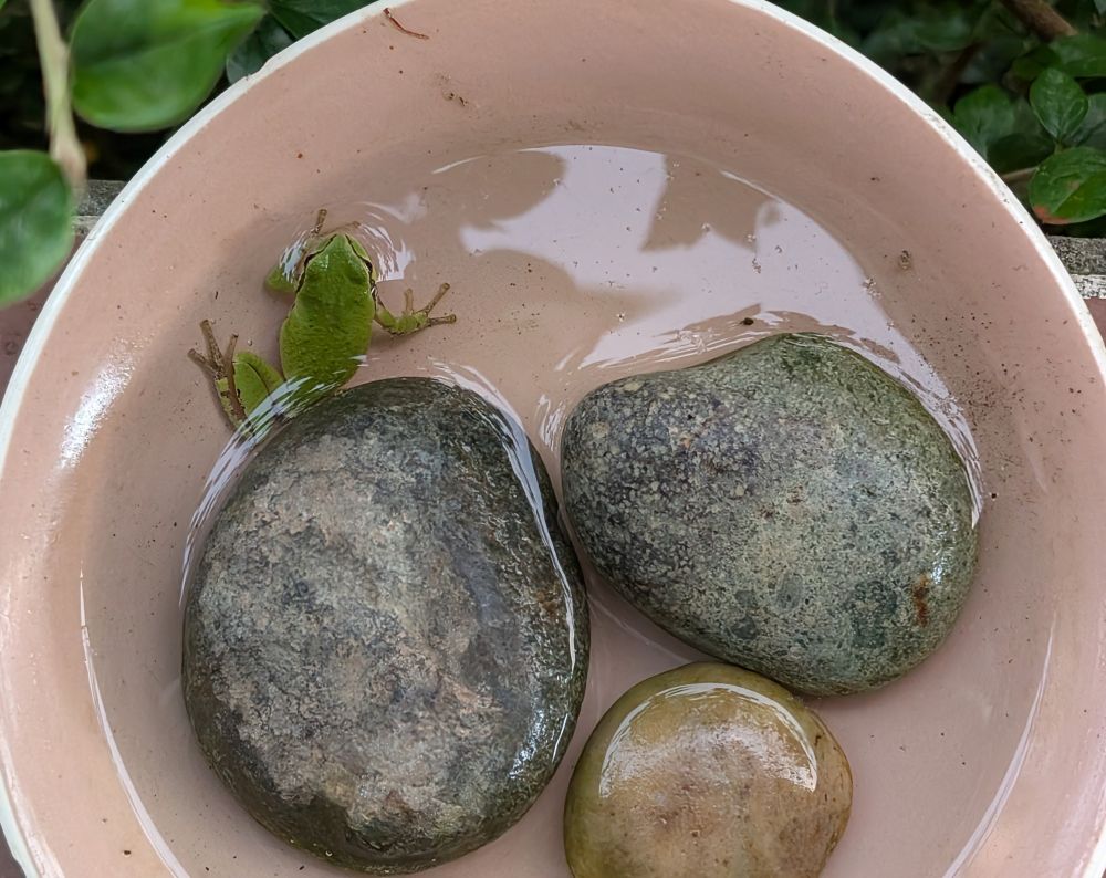 Green frog in water bowl with rocks.