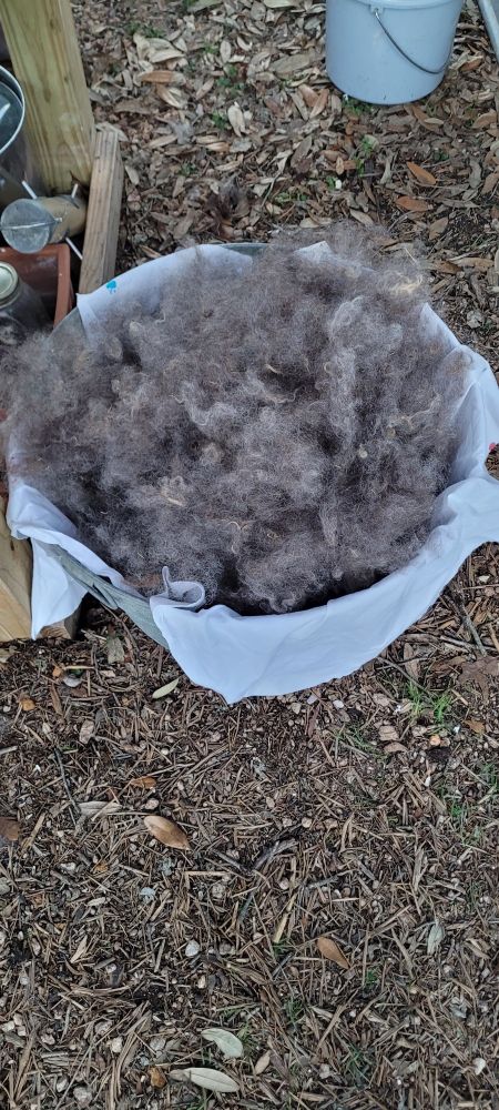 Mohair after the picker. 