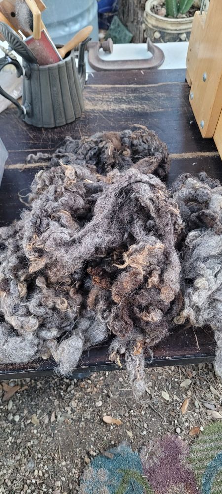 Mohair before the picker.
