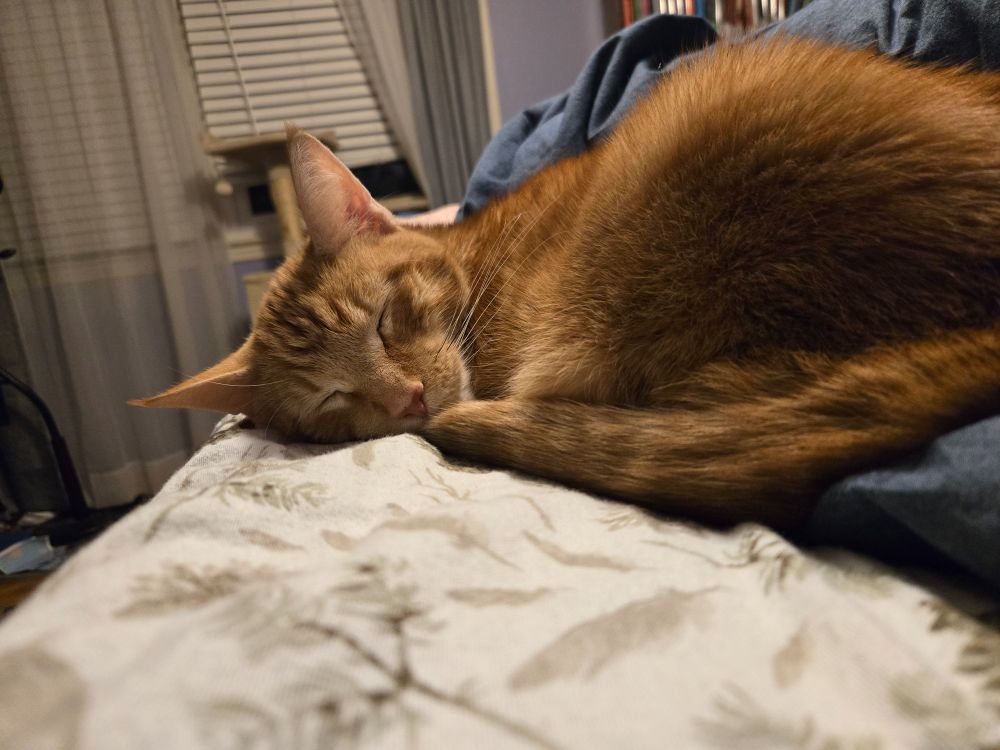 An orange cat sleeps, not a care in his little head. 