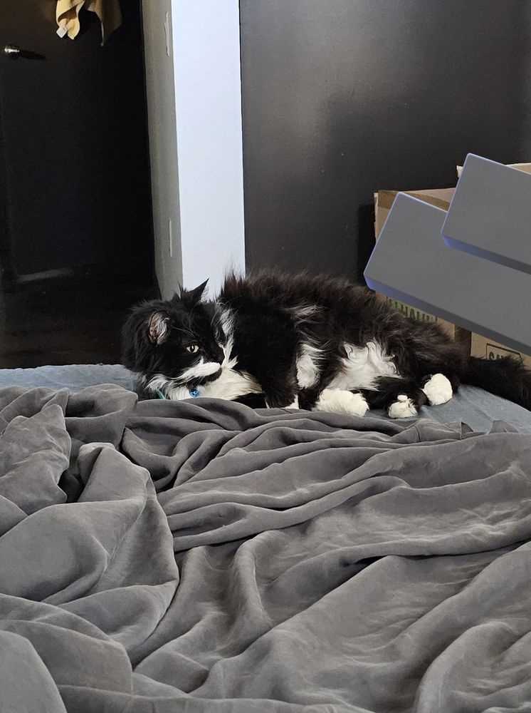 my cat Jasper after I moved in