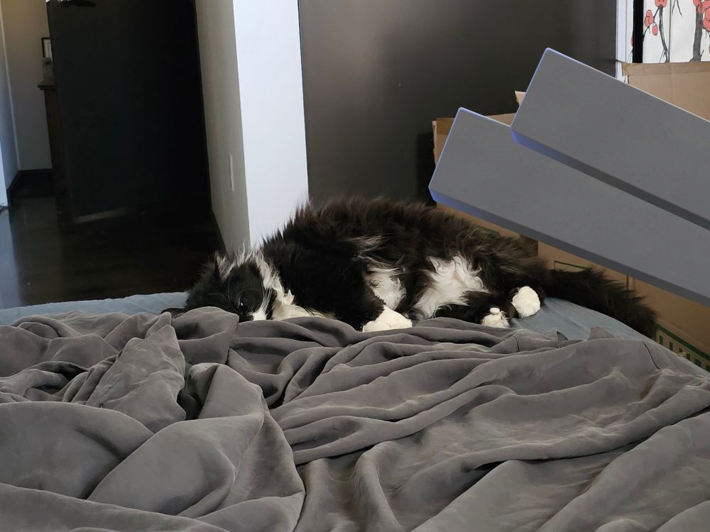 my cat Jasper after I moved in