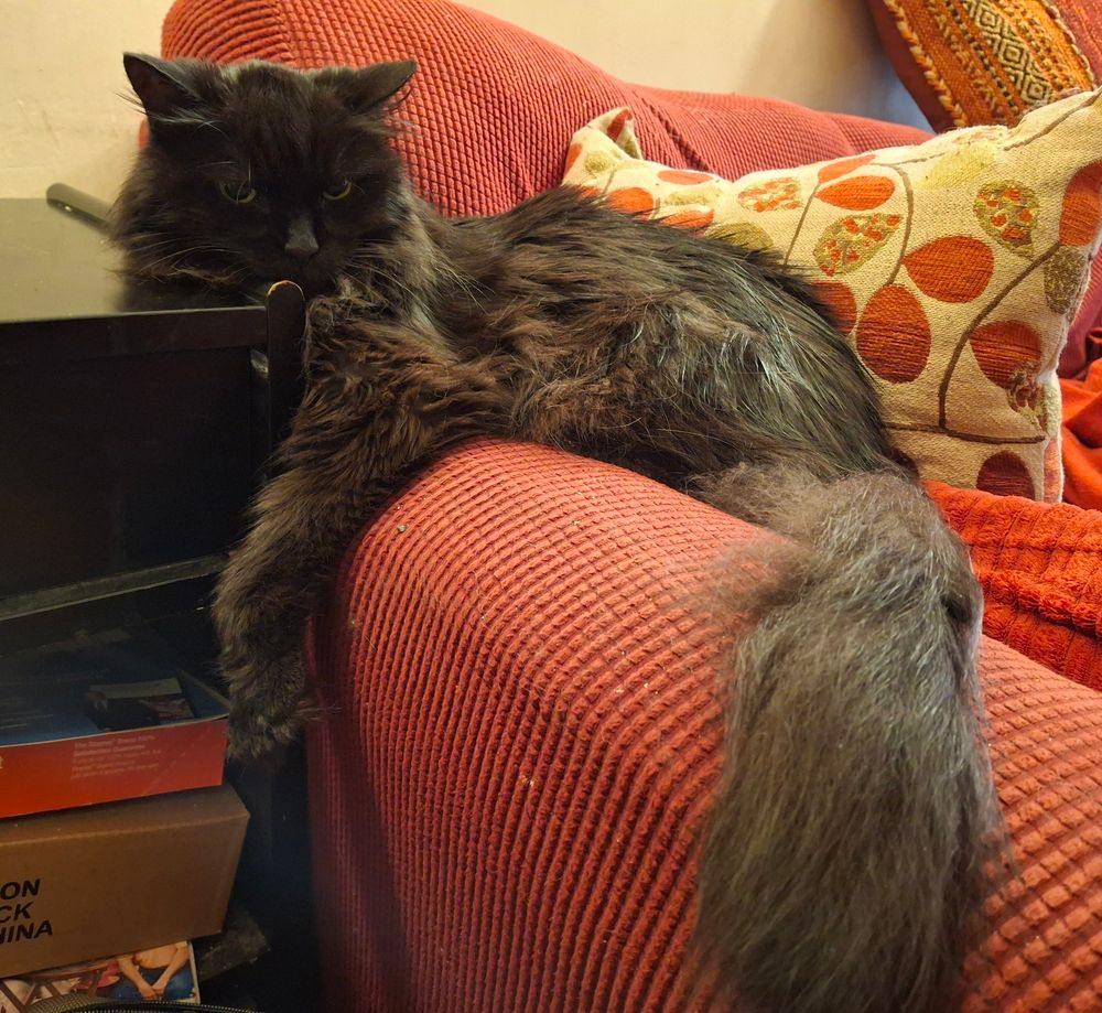 Black cat on red couch