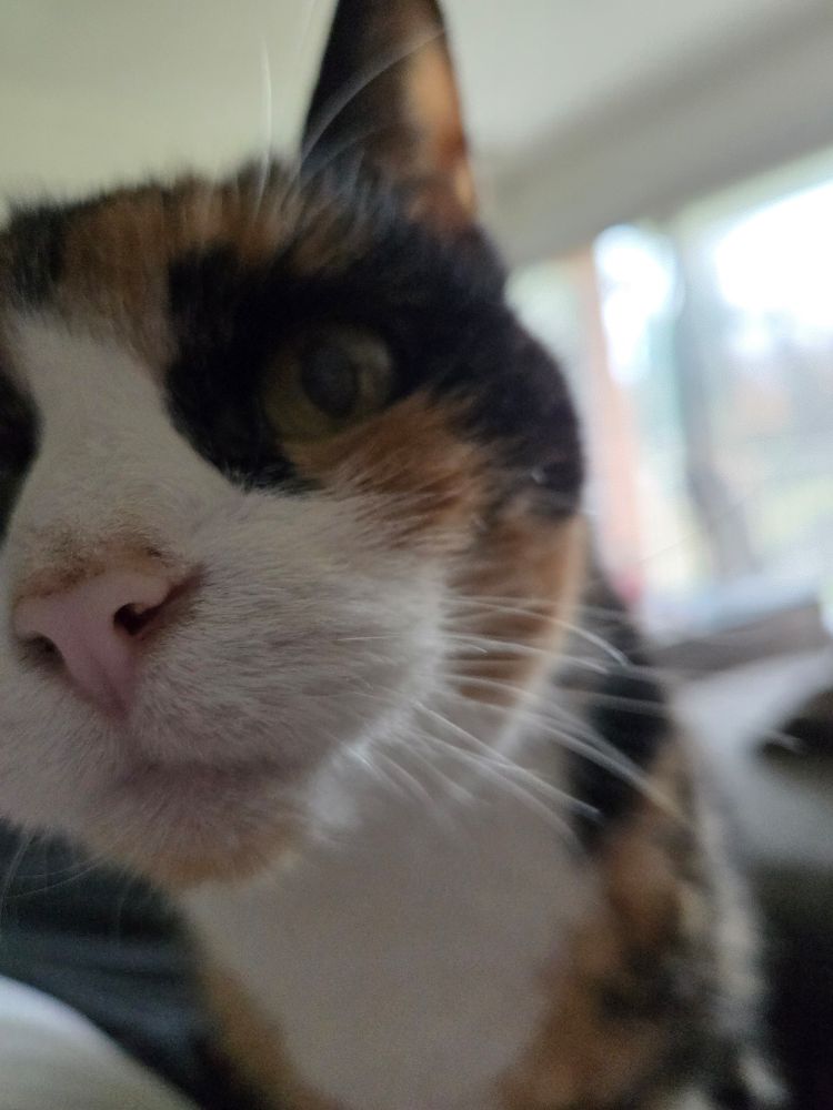 My calico cat wife, Shade