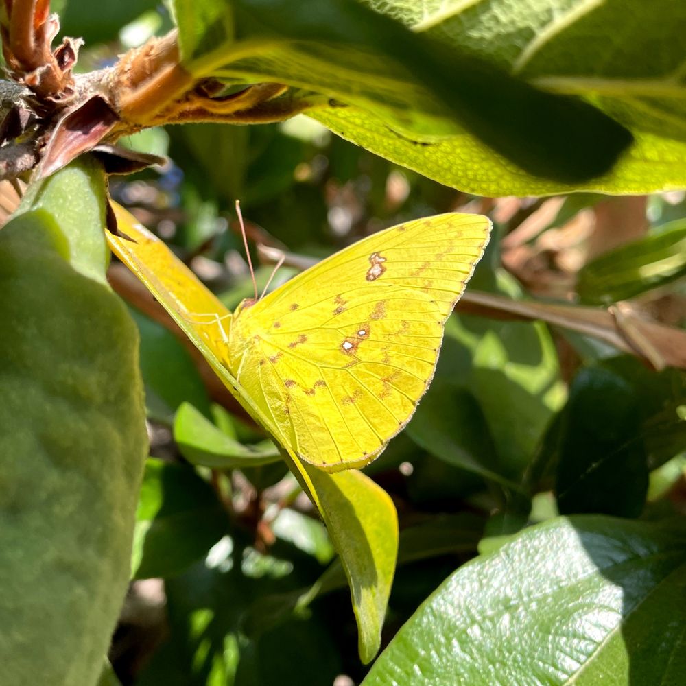 A yellow butterfly on a light yellow colored leaf. Very well camoflouged, but not well enough!