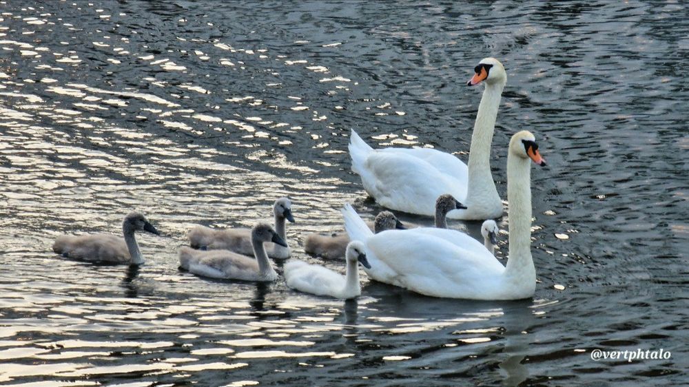 A beautiful couple of mute swans with their cute cygnets