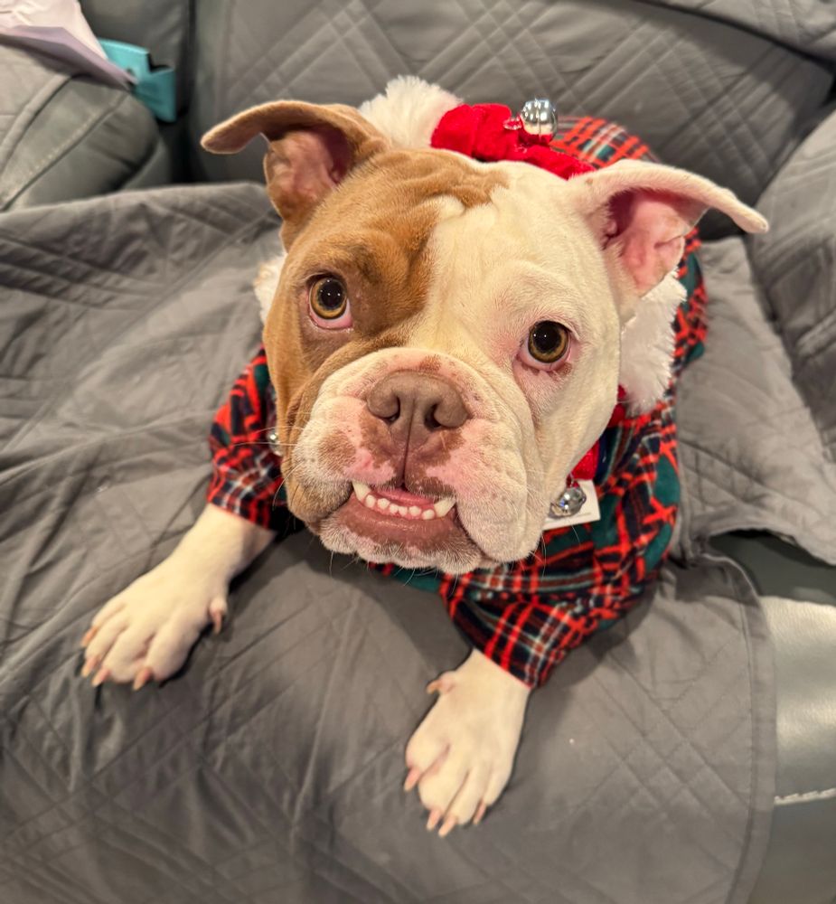 Bulldog pup in very amusing Tuttle neck fleece holiday sweater 
