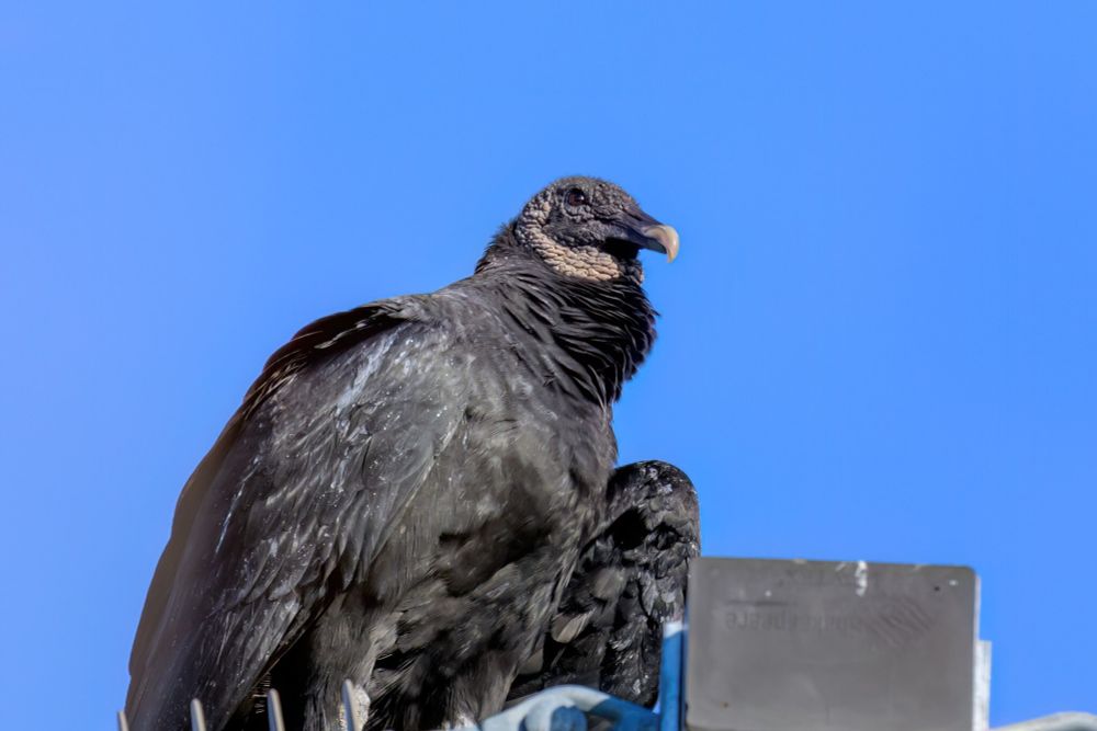 Profile view of Black Vulture sitting on a utility pole.