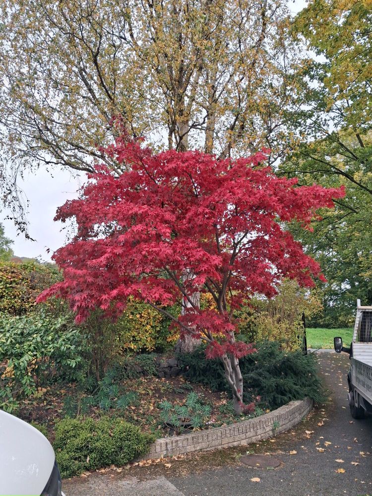 An acer / maple tree in a driveway border with scarlet leaves.