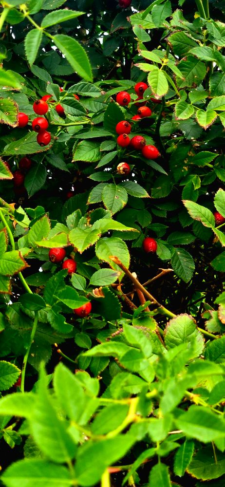 A bush with lush green leaves and clusters of vibrant red berries, creating a lively and natural scene. The foliage is dense, conveying a sense of abundance.
