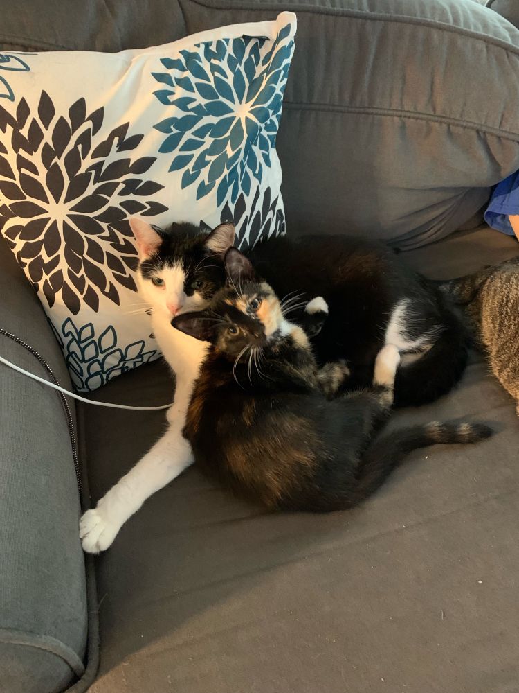 My cat Milo, black and white shorthair, snuggling with a tortoiseshell kitten