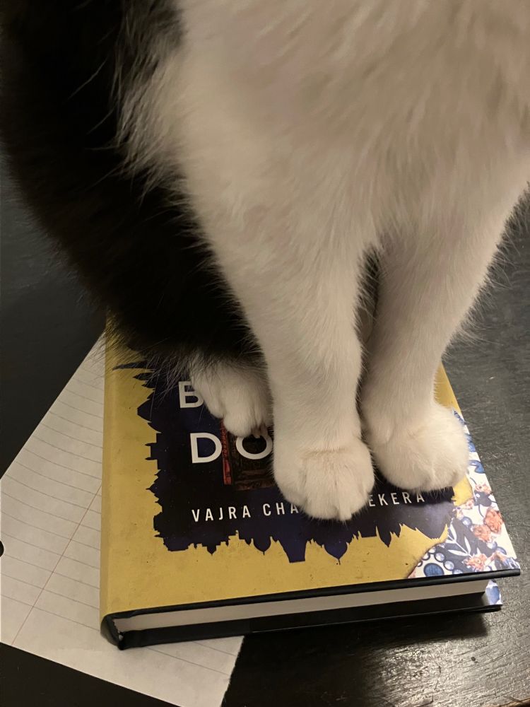 My cat's four little paws planted directly on my new copy of The Saint of Bright Doors