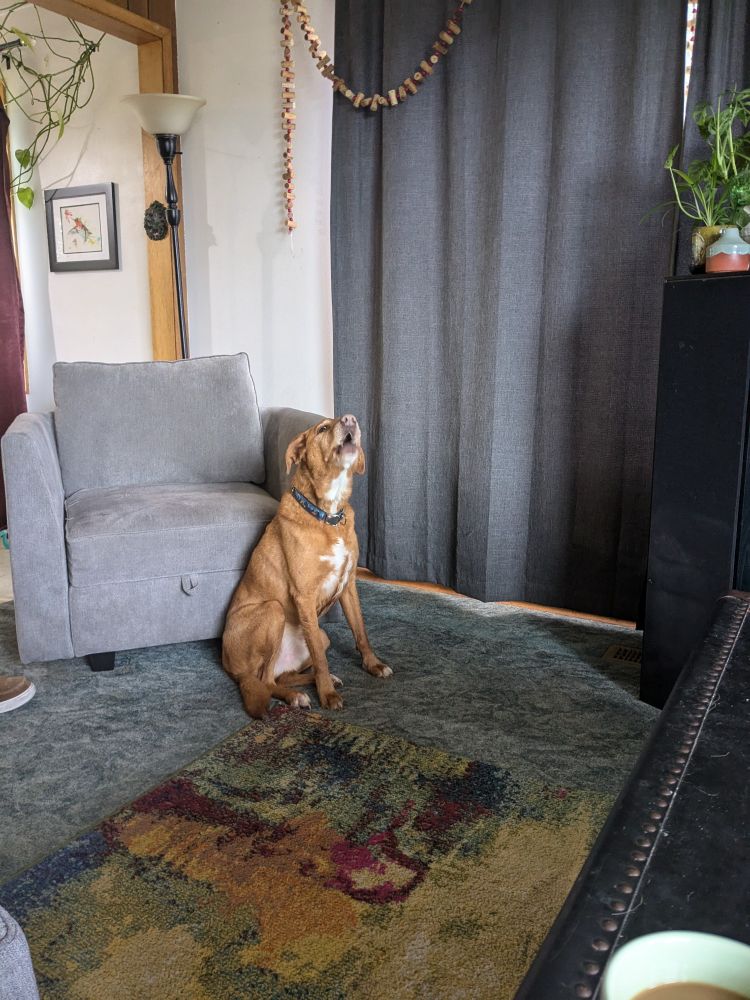 Tiberius Maximus a Golden Labrador being naughty and talking back. he's not allowed to sit in his spot on his normal chair because he had too much fun in the rain.