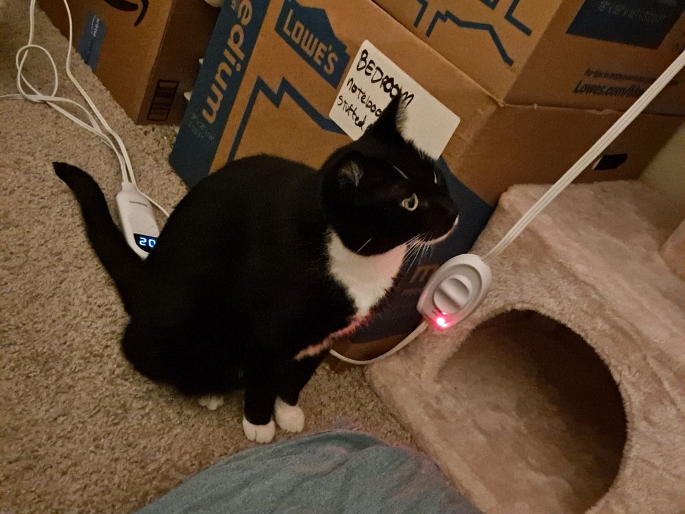 tuxedo cat looking up