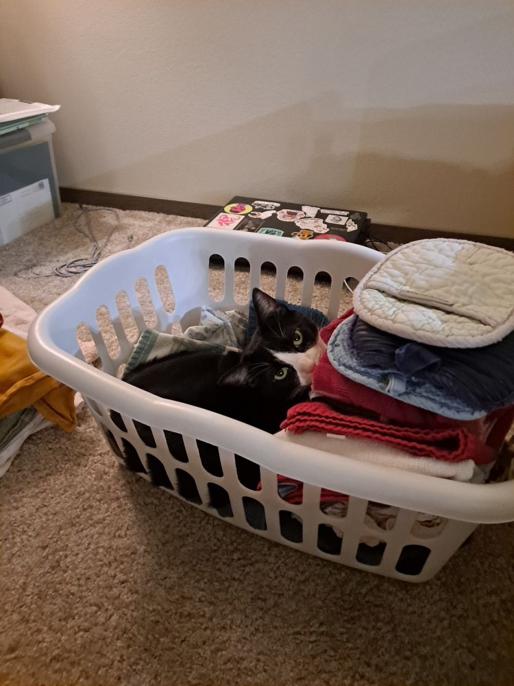 a cat peering out of a laundry basket