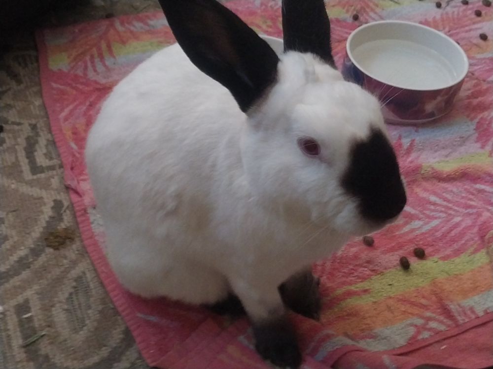 A californian rabbit. She is very photogenic