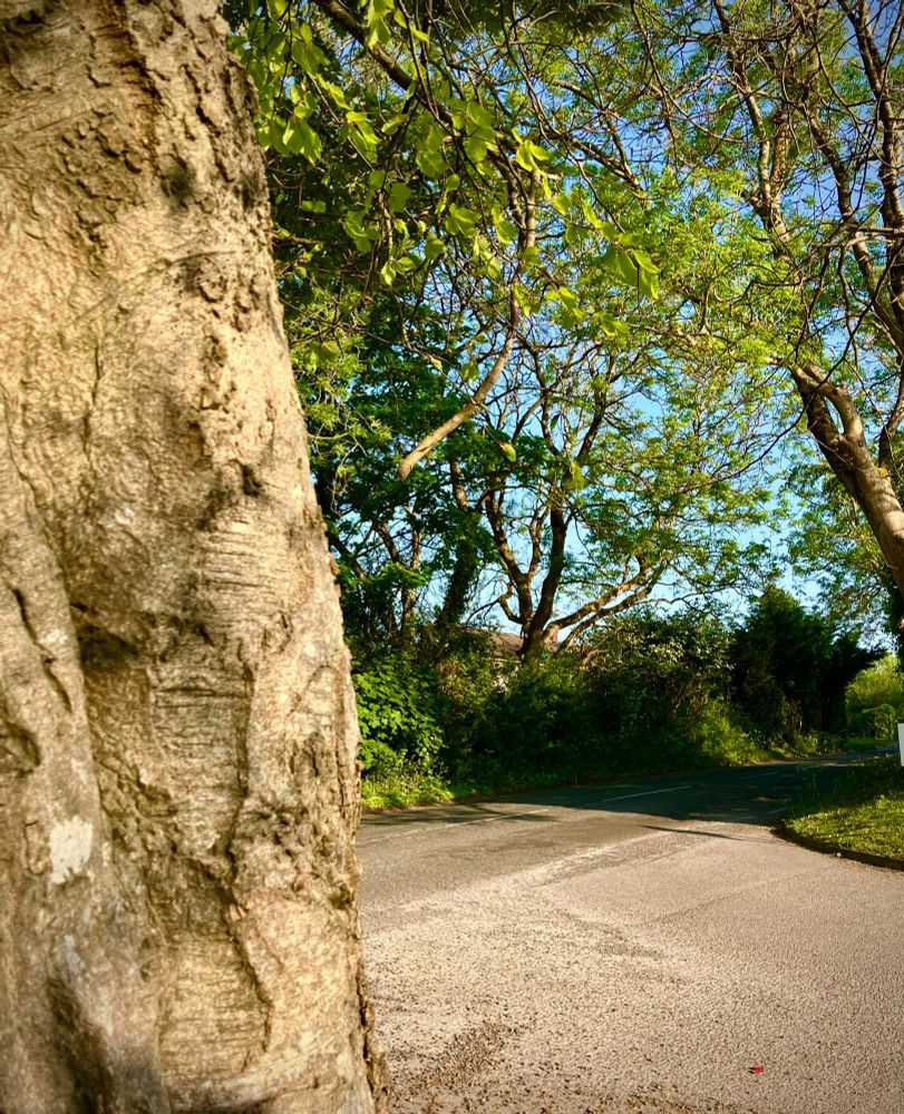 A large tree trunk takes up the left of the shot, a road can be seen curving behind it. The horizon is lined with trees whose branches drape over the road, through those a clear blue sky can be seen. 