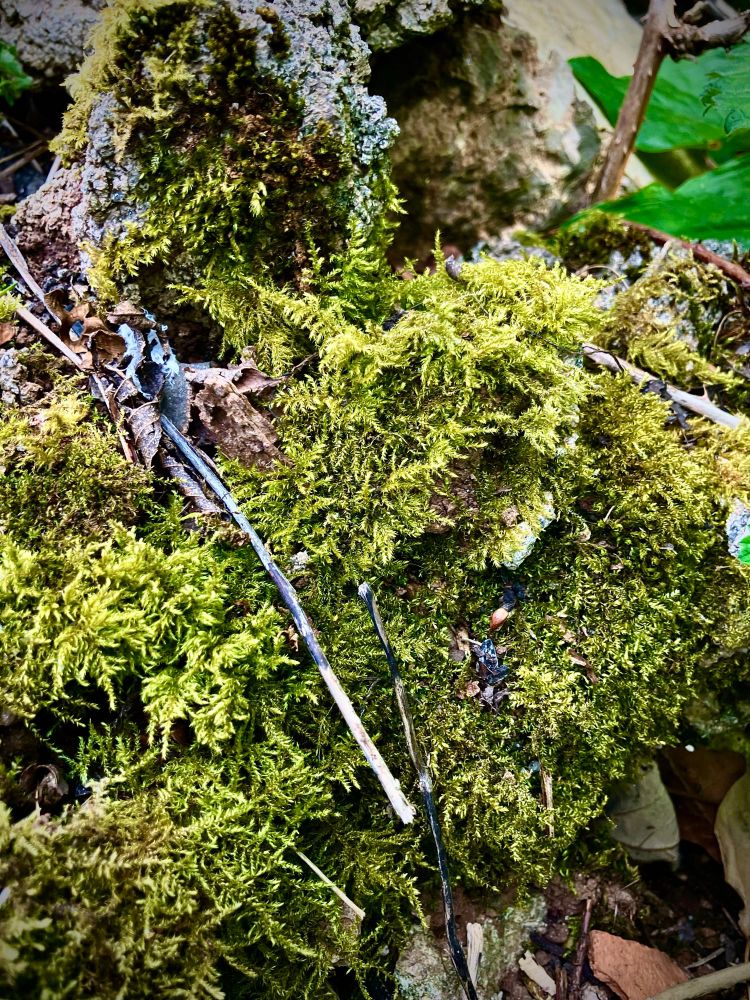 Thick moss covers a stones edge in the woods. Leaves and twigs can be seen scattered across the moss, with pale lichen in the background.