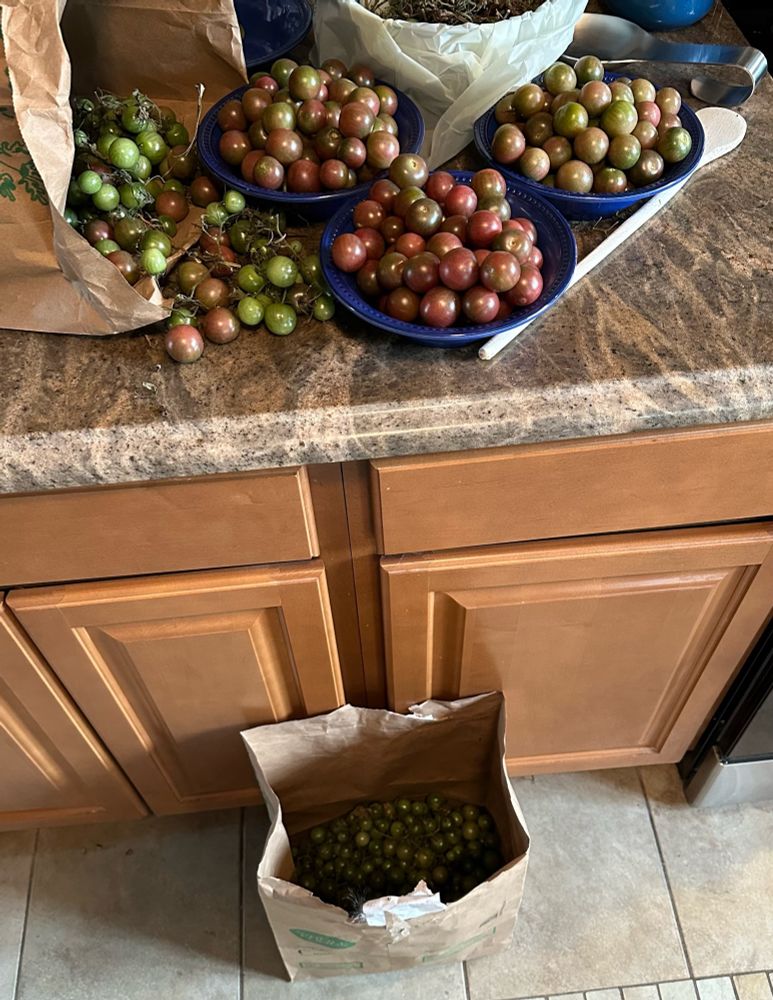 Cherry tomatoes in paper bags and on my kitchen counter as the ripening process continues.