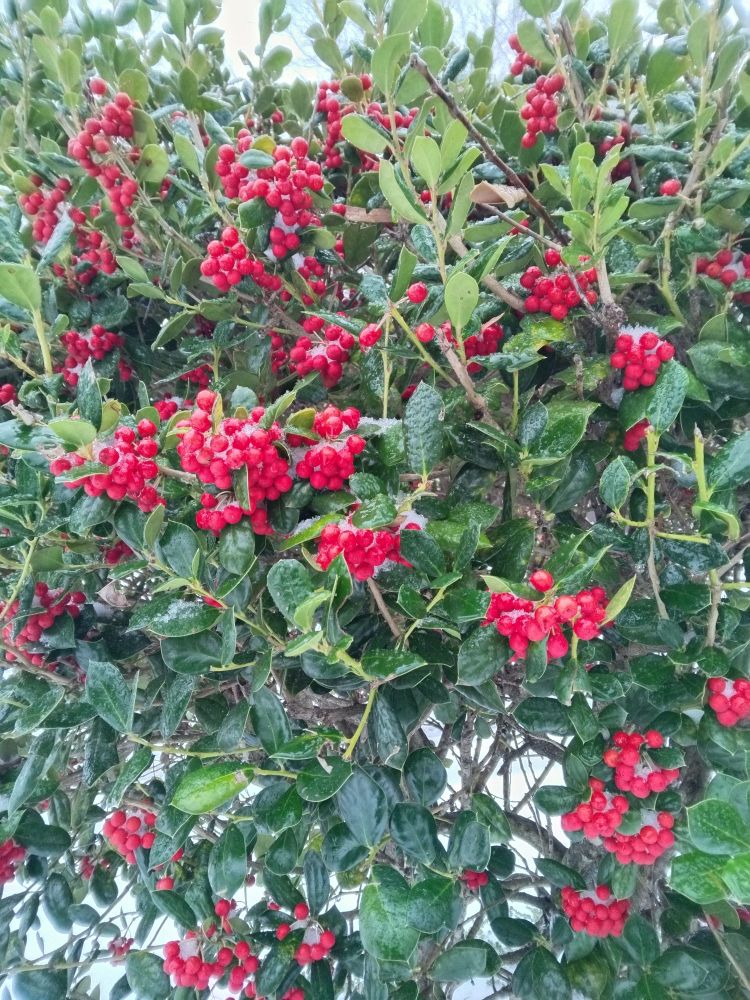 Red berries covered in frost