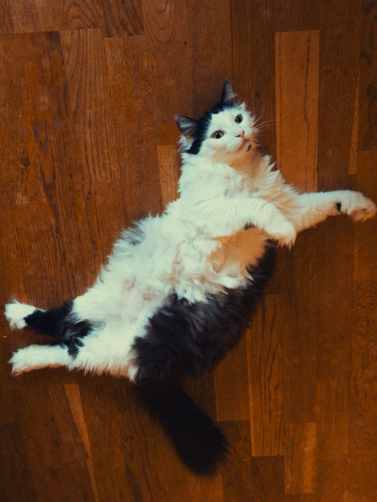 Norwegian forest cat which is black and white laying on a wood floor. 