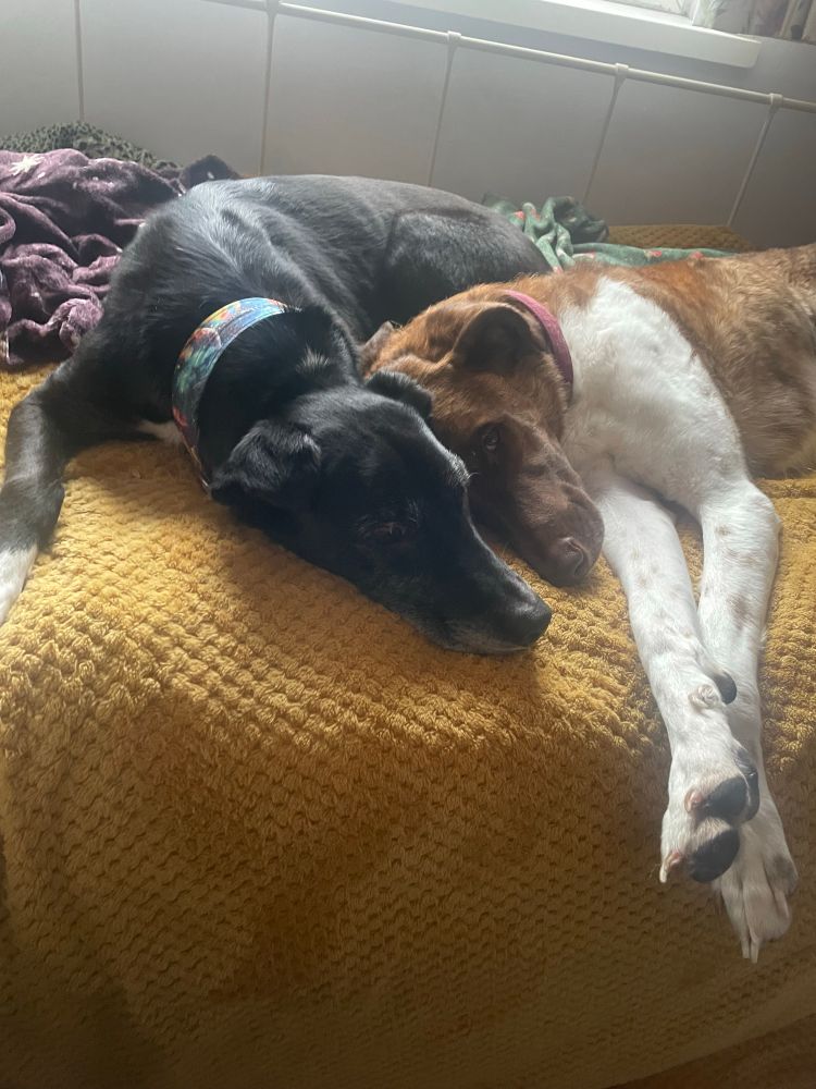 A larger brindle and white dog snuggled up to a smaller black and white dog, both sleeping. 