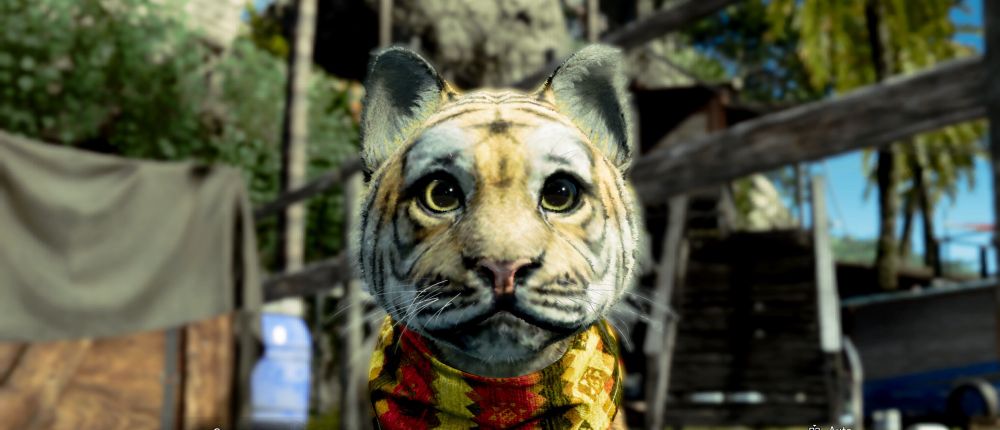 Goro, a tiger, looking cute