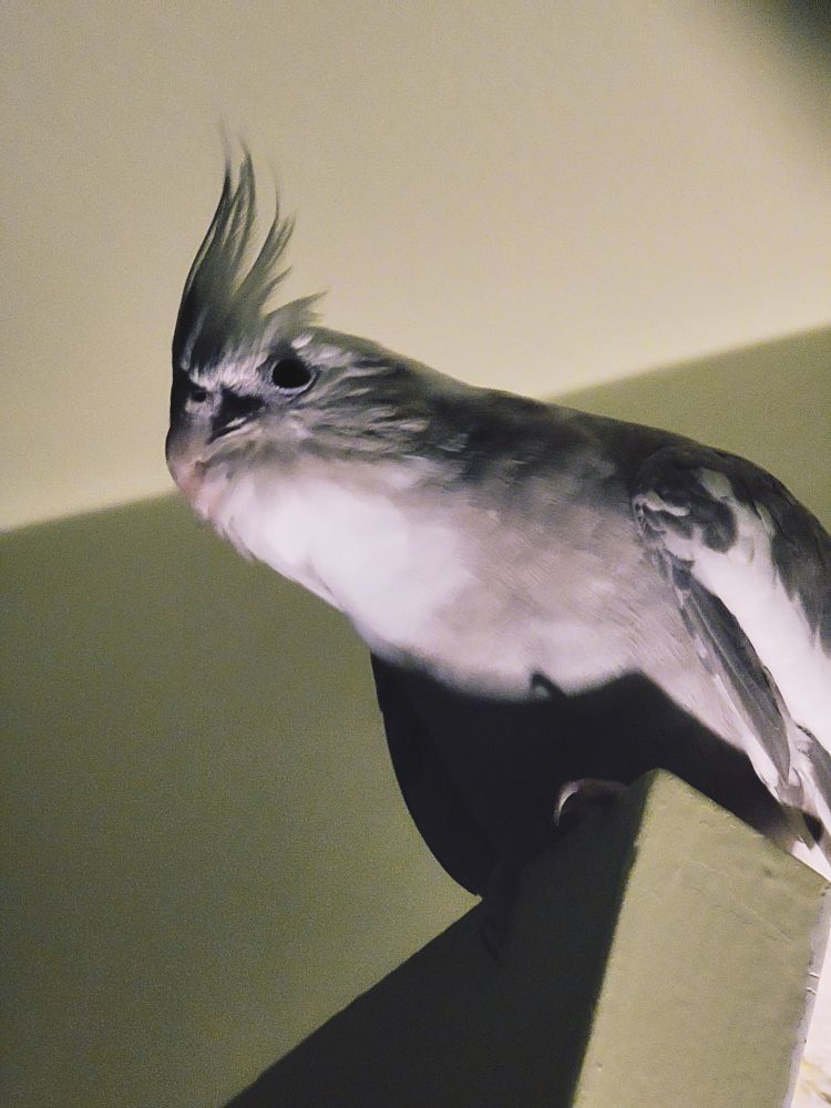 Shio the cockatiel,


(a birb i fell in love with and just had to take home even tho my mind couldn't justify it

well i've never regretted it and i never will
We've been getting closer lately than ever before and i'm grateful for the trust

she even landed on my head recently for the first time in years and only like the second time ever lol. grateful for her)
