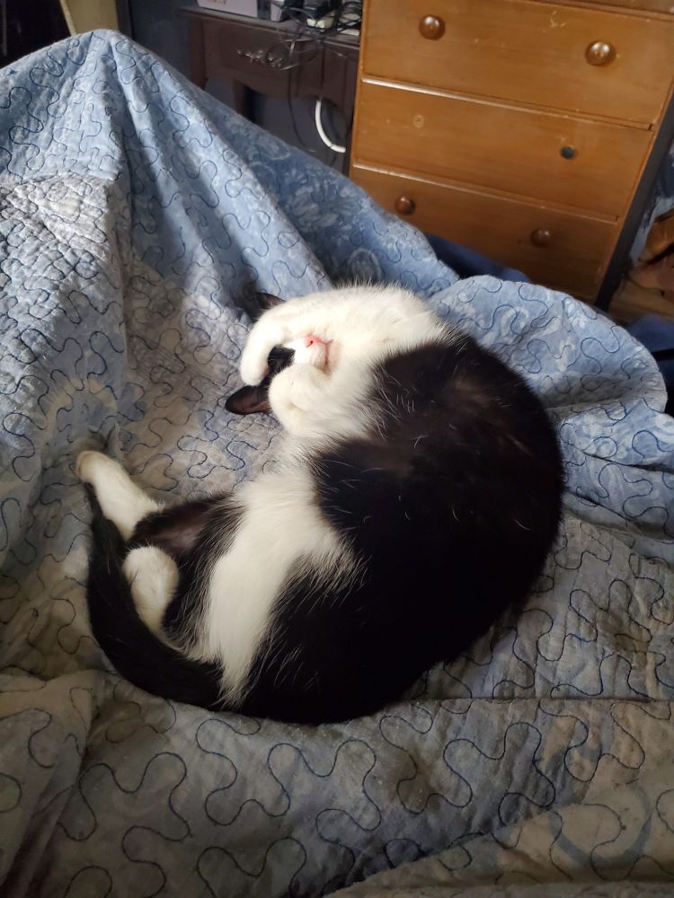 A tiny pink nose that needs blooping in a mound of curled up black and white cat fur on a faded blue and whit blanket in front of an ugly dresser and other junk.