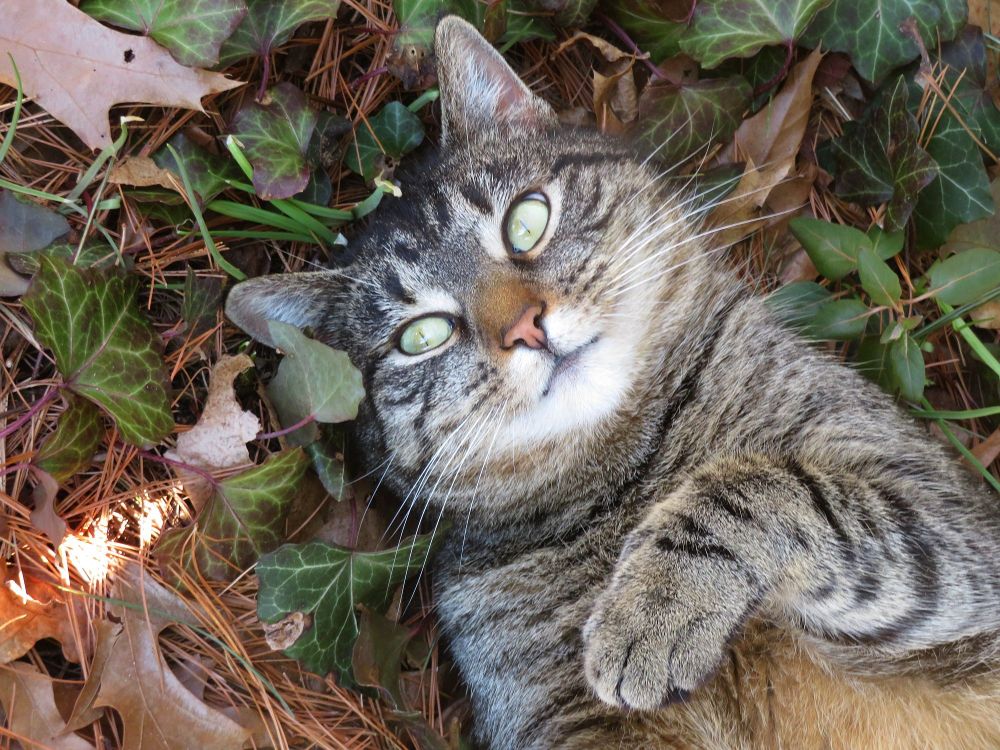 Close-up photograph of a young tabby cat laying on her back in a bed of ivy, pine needles and oak leaves.  She stares at the camera appraisingly and her left paw hovers over her chest, relaxed, but prepared to strike.