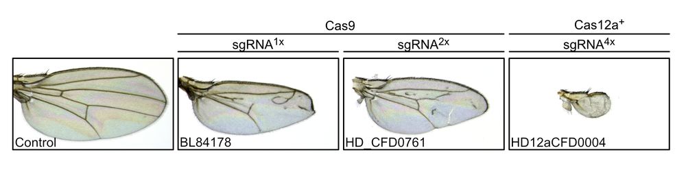 Images of Drosophila wings. Control wings expressing CRISPR components exclusively in the germline have normal morphology. Targeting the central hedgehog signaling component smoothened with Cas9 and either one or two sgRNAs results in wings of reduced size and missing and ectopic vein tissue (middle panels). Targeting smoothened with Cas12a+ and four sgRNAs results in very small wings without veins. 