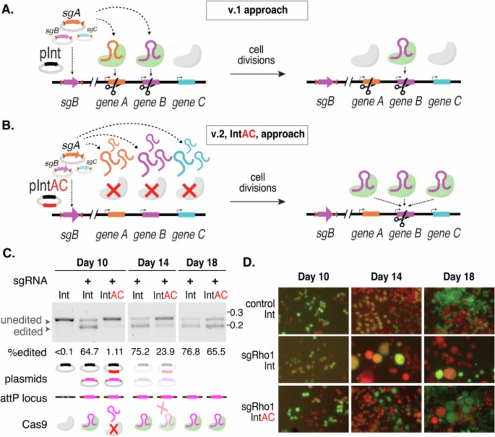 Higher resolution pooled genome-wide CRISPR knockout screening in Drosophila cells using integration and anti-CRISPR (IntAC) - Nature Communications