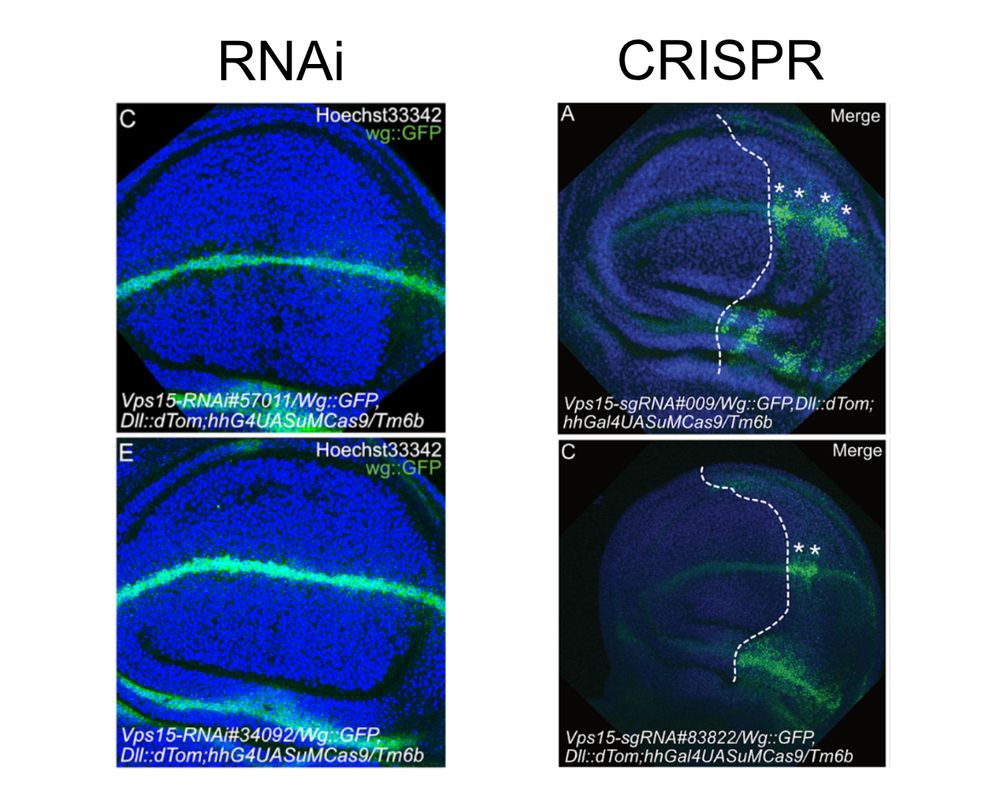 Images from the linked preprint showing Wingless stainings in the Drosophila wing imaginal disc. Targeting vps15 with two indepependent RNAi lines (paper also shows the same with a third line) does not result in a phenotype. In contrast, targeting vps15 with two independent sgRNA constructs and Cas9 results in strong accumulation of Wingless protein in perturbed cells.