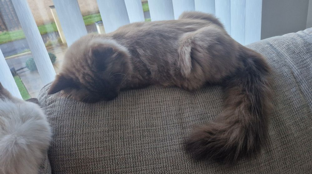 Cookie the Mink Ragdoll kitten sleeping on top of the couch 
Daily cat photo 