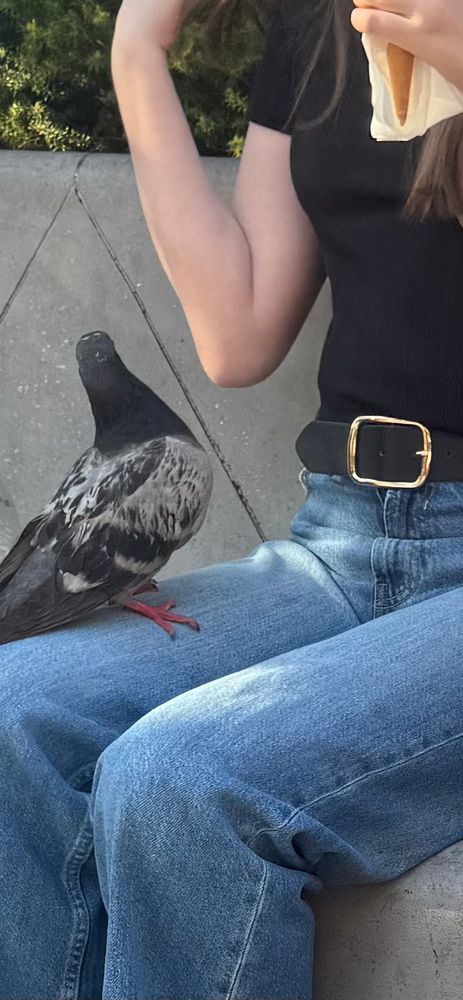 Pigeon on my lap!