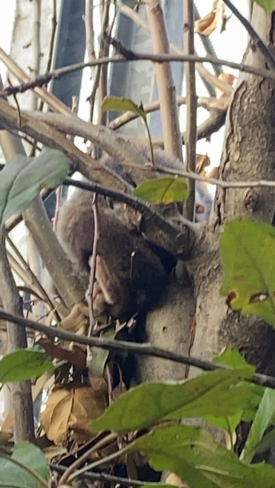 Ring tail possum breast feeding in a tree
