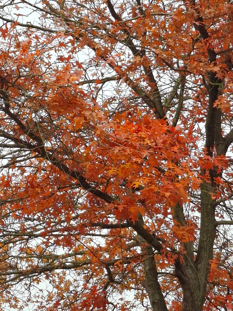 Eiche im Herbst mit rotem Laub