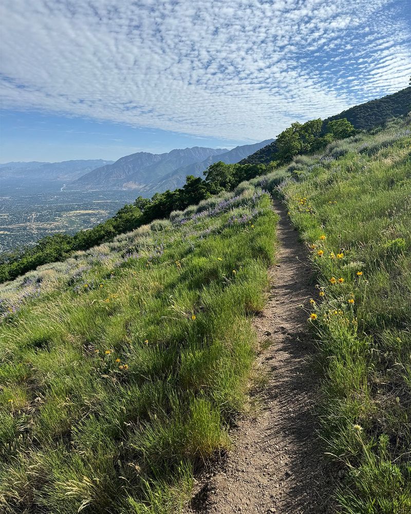 Scenic trail on a grassy hillside with wildflowers in bloom, leading toward a stunning view of a valley and mountain range under a textured, partly cloudy sky. Perfect for hike & fly adventures!