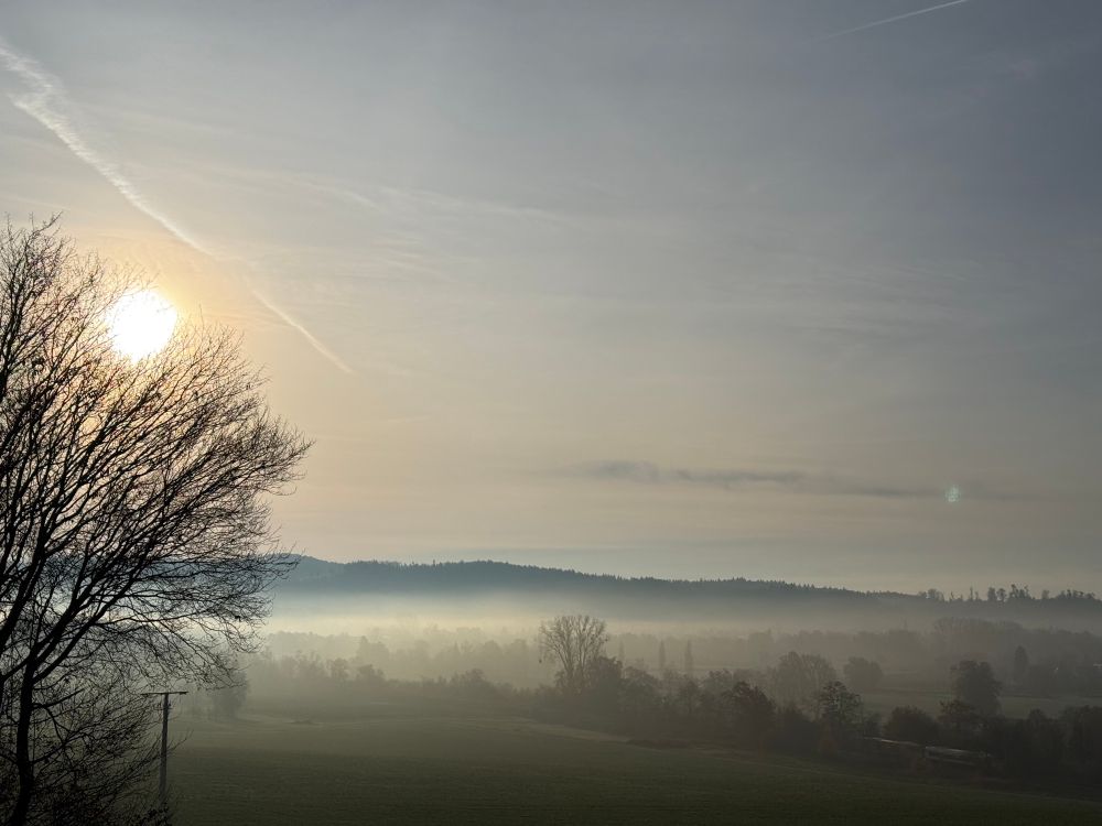 Landschaft, die teilweise im Nebel liegt. Am linken Rand steht ein Lasker Baum im Vordergrund. Direkt rechts über ihm scheint die Sonne. 