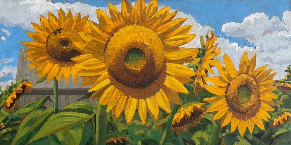 24 x 12" sunflower painting with 3 dominant sunflowers and a barn in the background.
