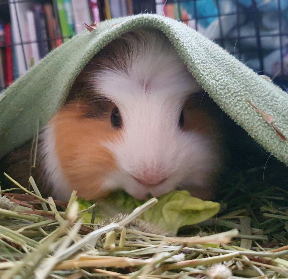 Patches the guinea pig all snuggled up in his blanket eating some lettuce 