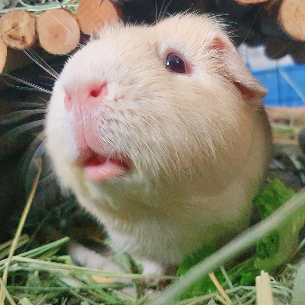 My guinea pig, Macaroni! He's blonde all over with a big pink nose and two big pink ears, he has red eyes but not in a scary way. He's really pleased to see you and just wants to be friends 