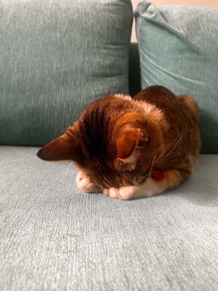 Photo of my brown grey tabby cat with white paws on a blue colored sofa with cushions behind him. 

The cat has his head pushed down into his paws in front of him, with the ears pointing at the camera.