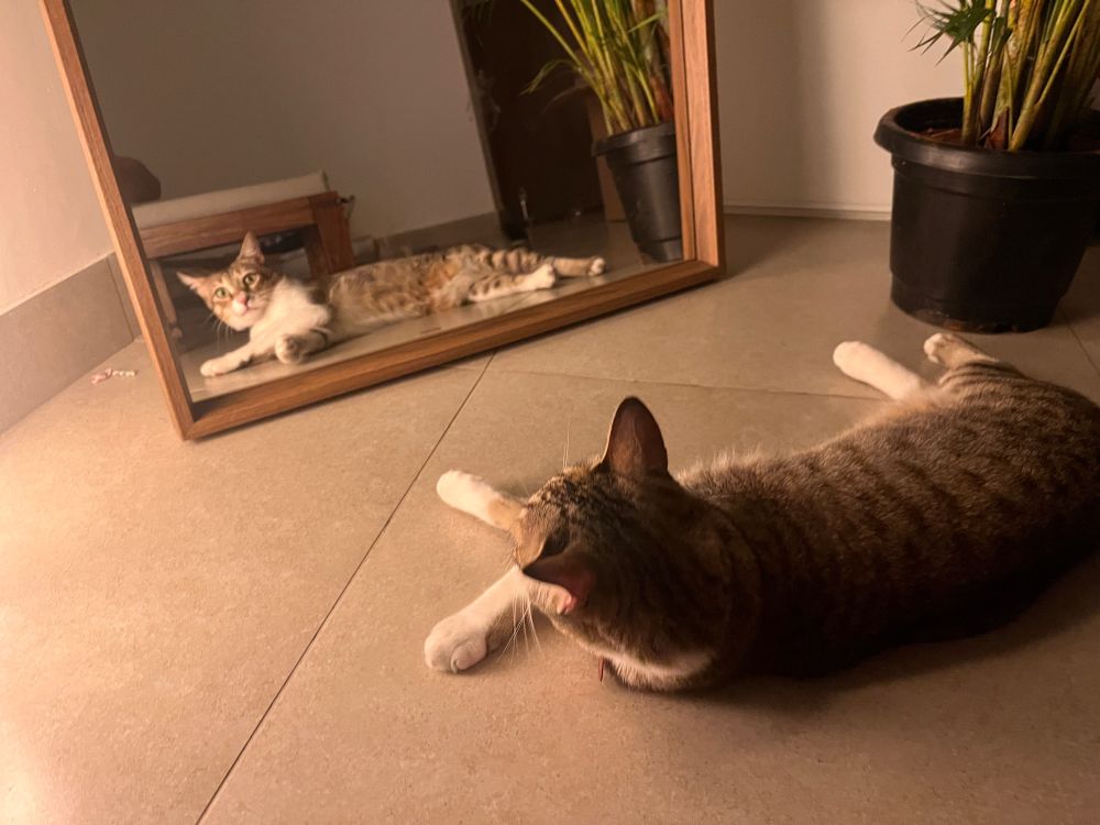 Cat, laying down the floor, mildly surprised at his own reflection in a full length mirror. 