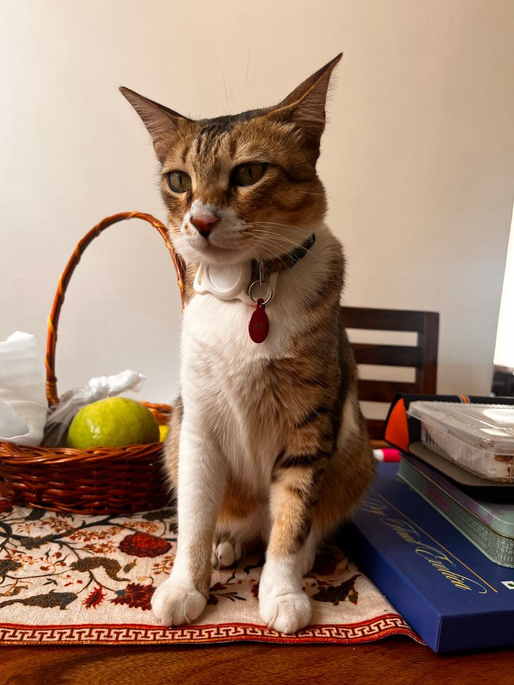 Ginger and white tabby cat, Wiki sitting on a floral table runner on a wooden table with a fruit basket in the background. The cat is looking at the camera, and wearing a red tag.