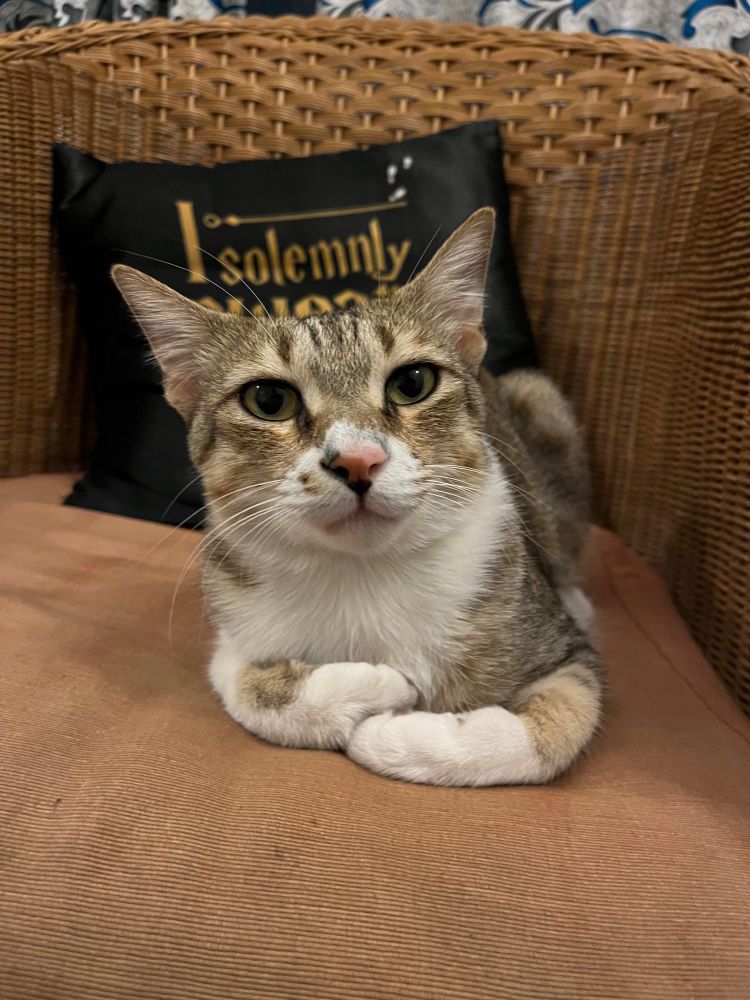 Grey and white tabby cat sitting with has paws tucked in front on an orange cushion on a chair. There is a black pillow behind him. 