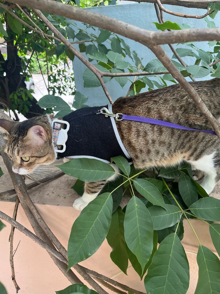 Brown tabby cat (Wiki) wearing a leash and a harness walking on a ledge surrounded by green leaves and branches from an overhanging tree.