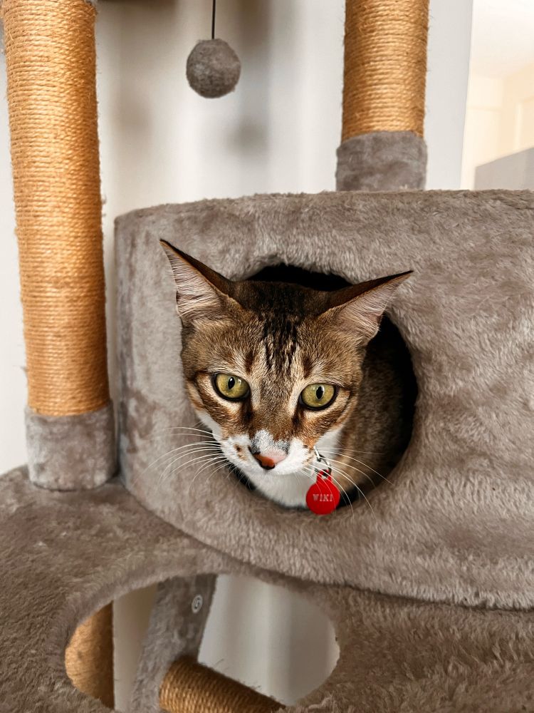 Cat peeking out of a cat house hole wearing a red tag saying “Wiki”